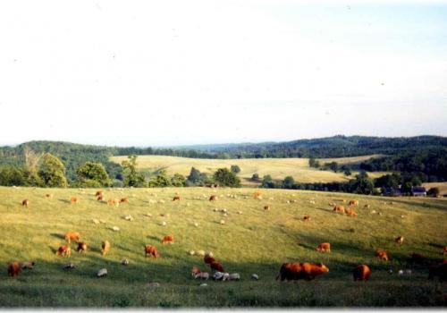 Elevage Bovin/Ovin en Agriculture Biologique