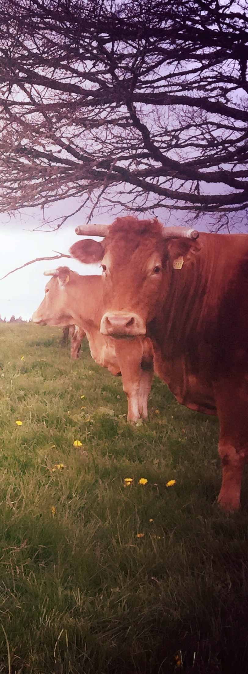Agriculture Biologique - Détail