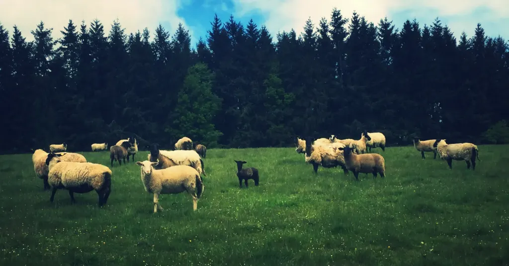 Vente Directe de viande BiO