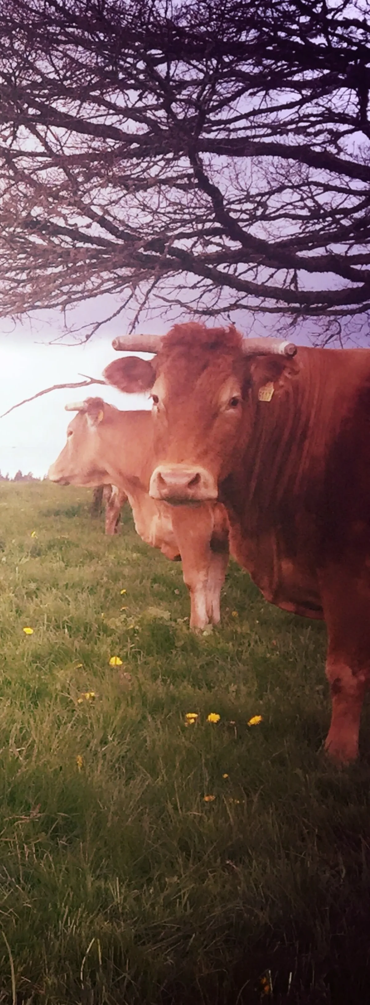 Nos vaches limousines en Haute-corrèze donnent une viande bio de première qualité