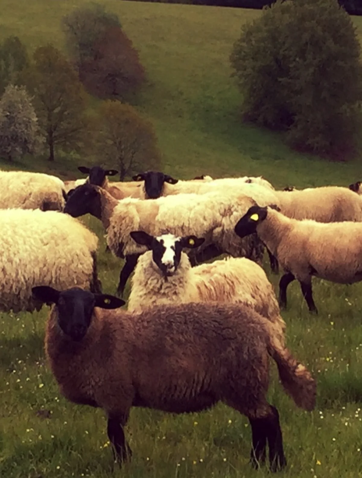 Agneau d'herbe