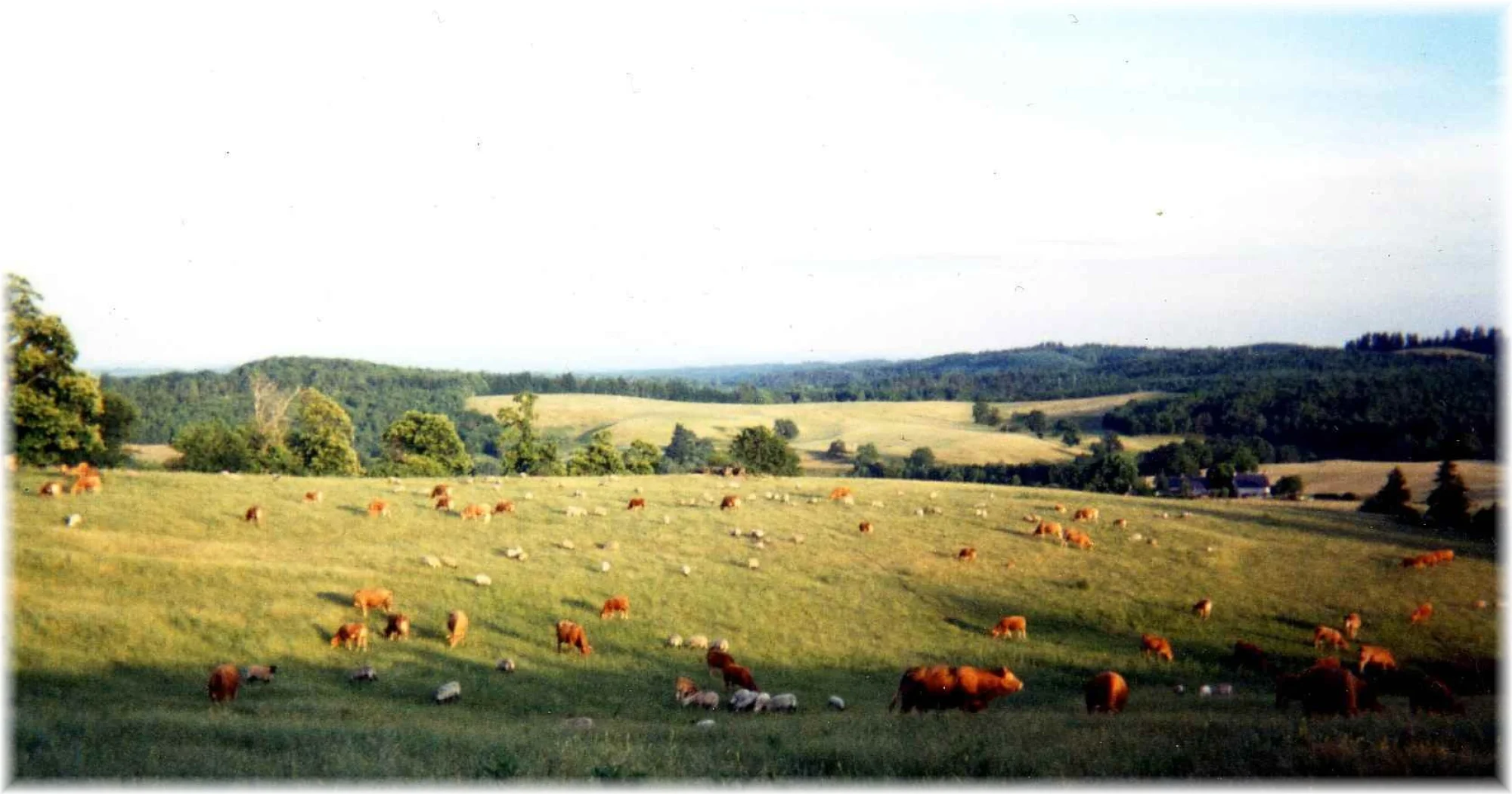 Vaches Limousines et Moutons Suffolk se partage les paturages